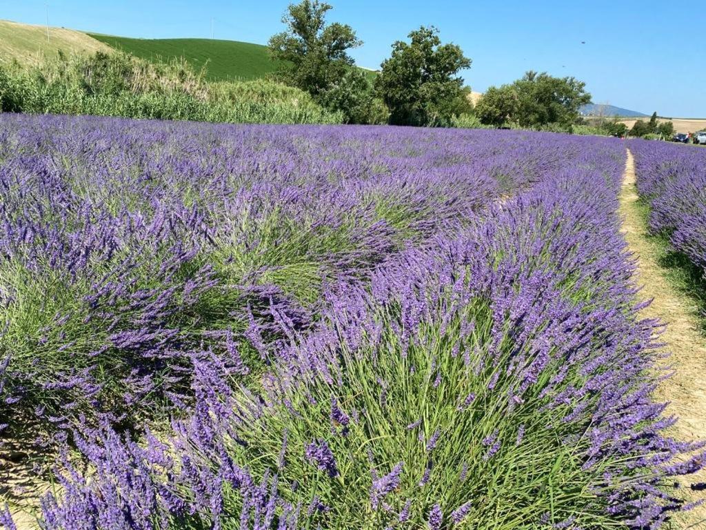 Podere Il Mulino Pieve di Santa Luce Exterior foto